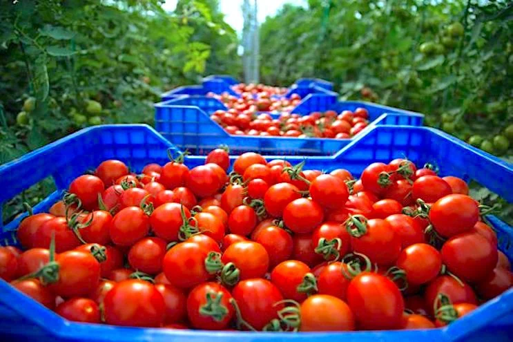 Liguée au Polisario, la COAG fait campagne contre les tomates marocaines