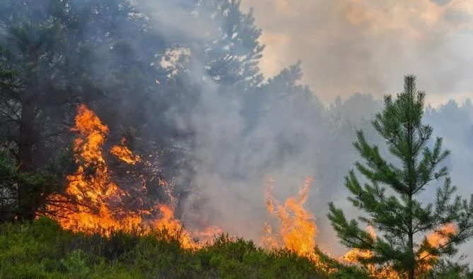 L’incendie de la forêt Thanda Ifran circonscrit