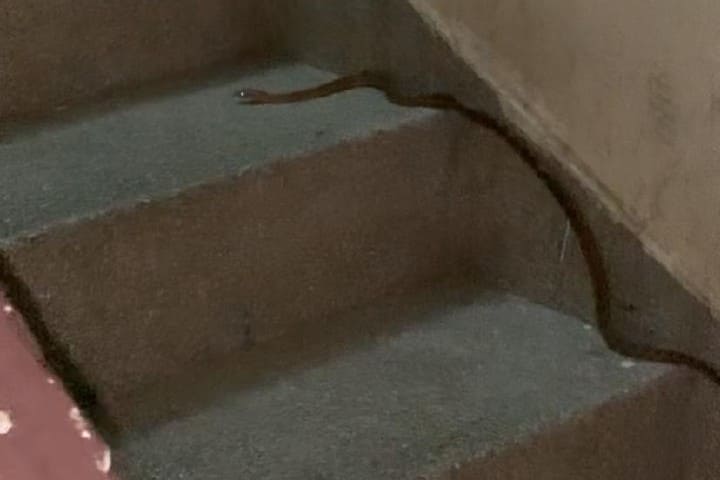 Al -atour sur un énorme serpent dans une architecture résidentielle d’Agadir qui augmente l’anxiété de la population