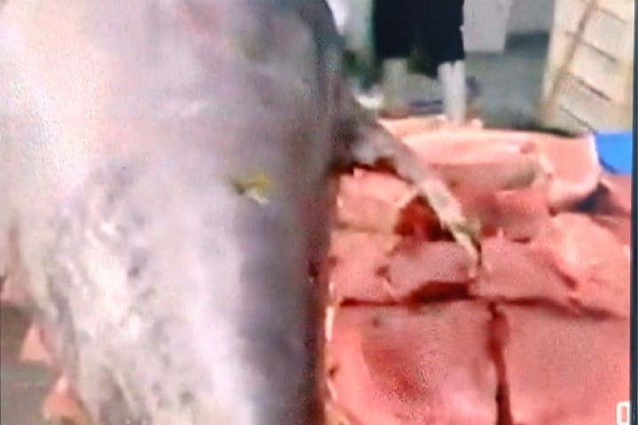 Demandes d’amélioration de la surveillance vétérinaire sur les poissons « thon et épargne » pour protéger les consommateurs