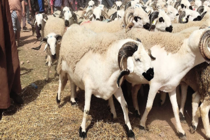 Restaurer le bétail national du bétail de manière durable