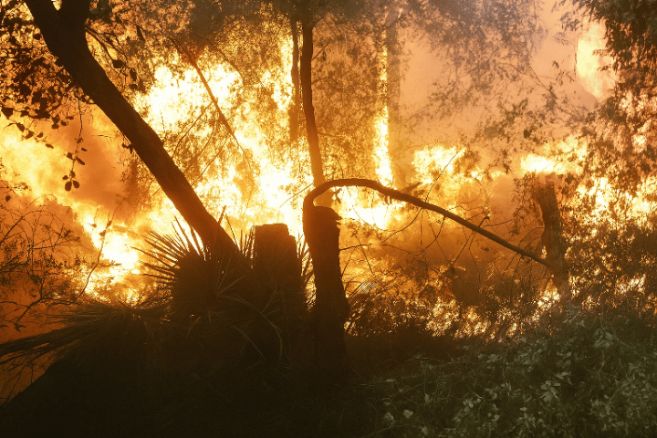 Un énorme feu dévorant de la forêt « Hayyah » dans la région de Larache au milieu des conditions météorologiques difficiles