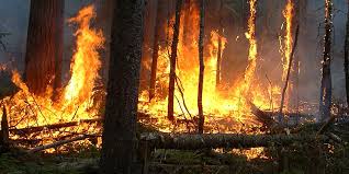 L’ANEF appelle à la vigilance face au risque d’incendies dans plusieurs régions