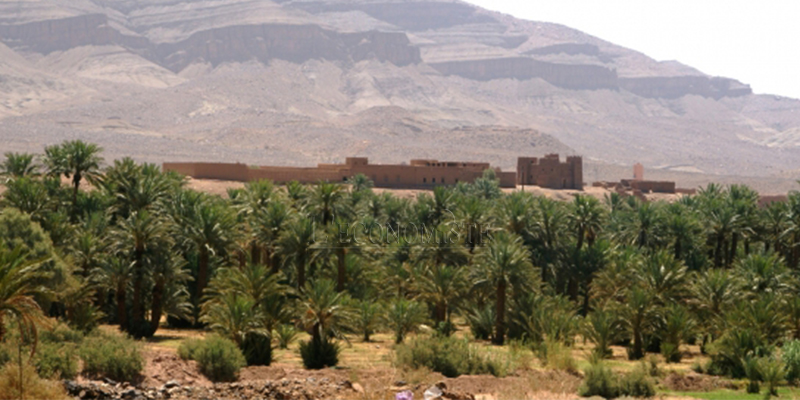 Oasis en feu : 6 Ha de palmiers perdus à Chtouka-Aït-Baha