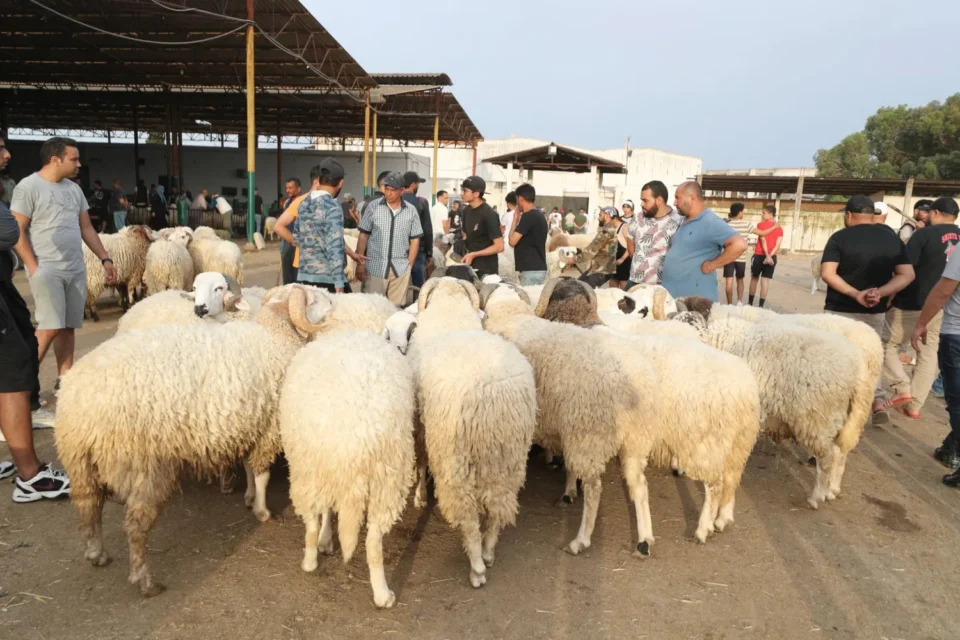 Fermeture des marchés de bétail au Maroc pour appliquer la décision royale
