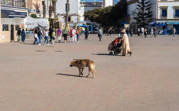 Un touriste britannique meurt de la rage après avoir été en contact avec un chien errant au Maroc