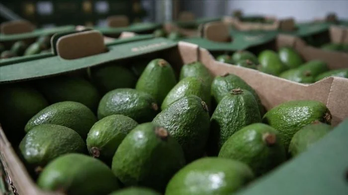 Exportations records du Maroc dépassant les 100 000 tonnes