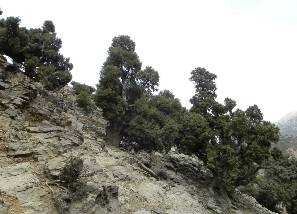 Le cyprès, un arbre ancien en déperdition et un symbole de l’Atlas