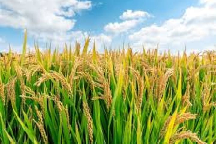 Les coupes d’eau d’arrosage menacent la culture du riz