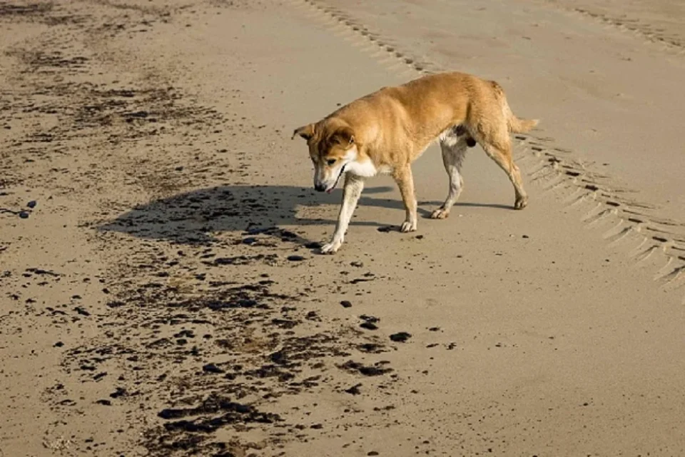 Décès d’un enfant à Nador après une morsure de chien errant