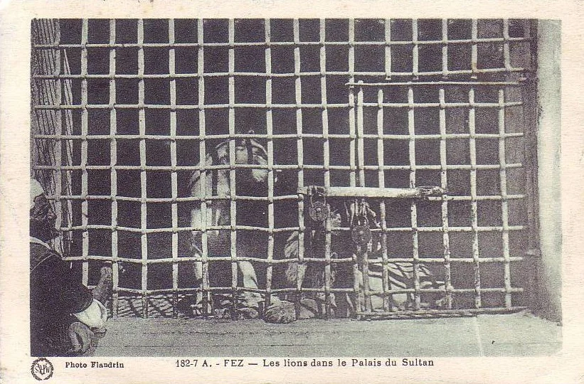 Le lion de l’Atlas qui a failli dévorer le sultan Moulay Ismaïl du Maroc