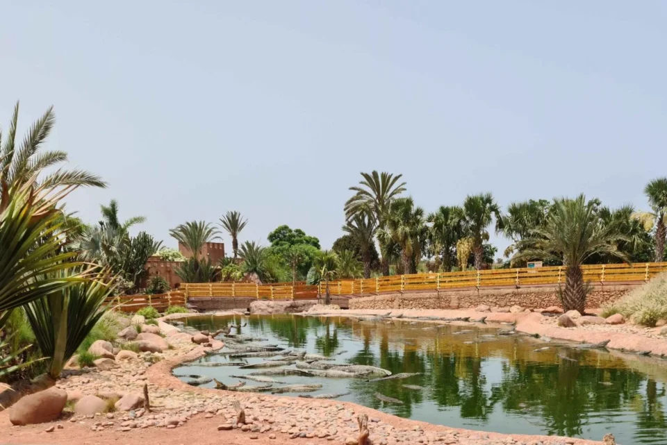 La première tyrolienne à crocodiles du Maroc fait ses débuts au Crocoparc d’Agadir
