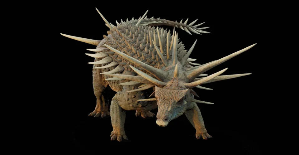 Un fossile de dinosaure couvert de piques découvert au Maroc