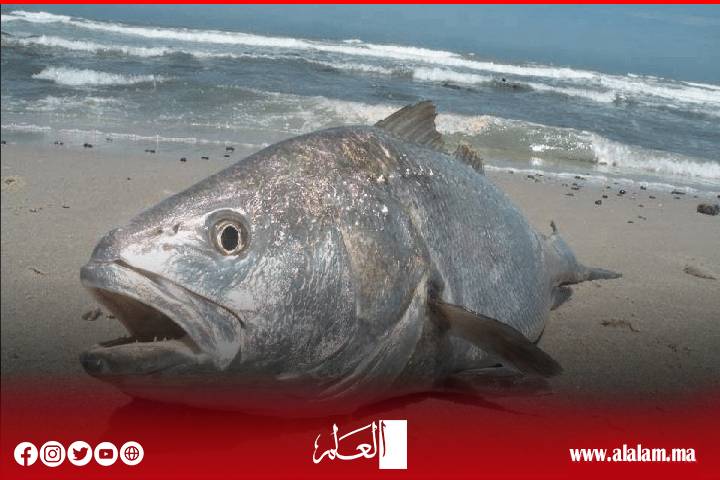 Dakhla .. « Un crime de pêche » révèle la pression de la surveillance et le déséquilibre de la conscience professionnelle