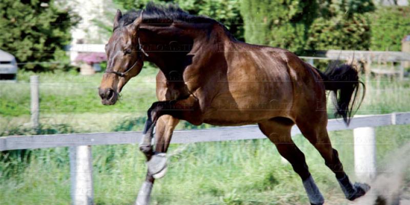 16 ème édition du Salon du Cheval d’El Jadida : Le Salon accueille « Title Show »