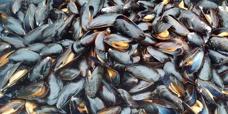 Dakhla : Interdiction de vente de coquillages de plusieurs zones