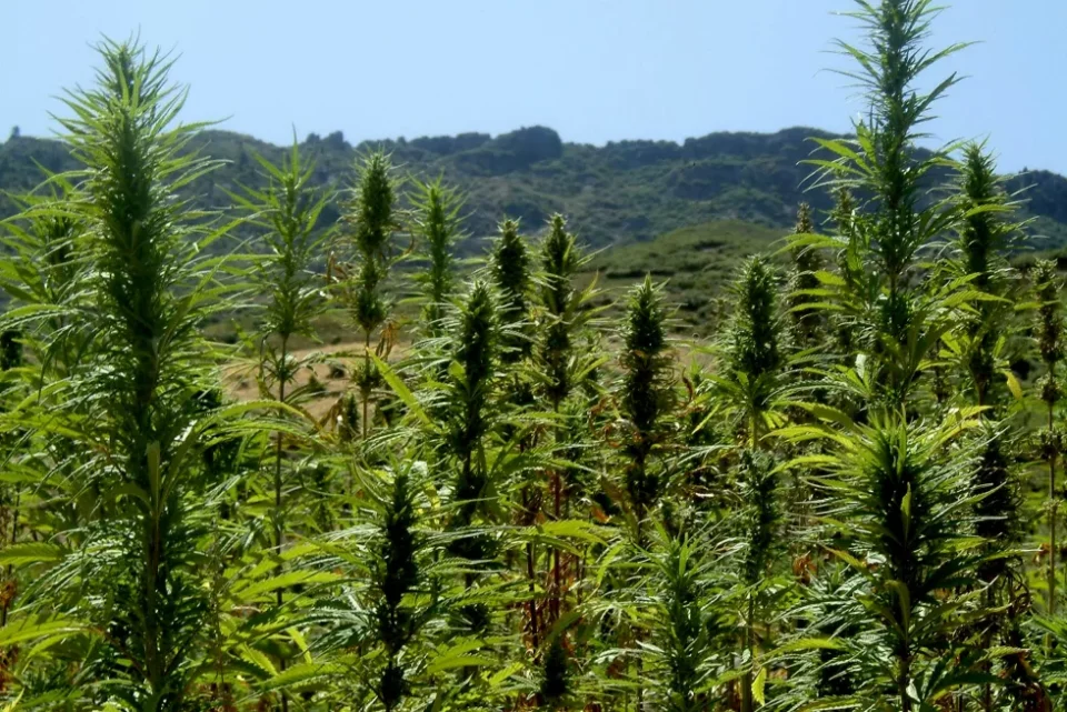 La variété de cannabis marocaine «Beldiya» plus stable chimiquement que les variétés importées