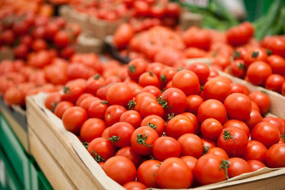 Les tomates marocaines enregistrent des exportations records