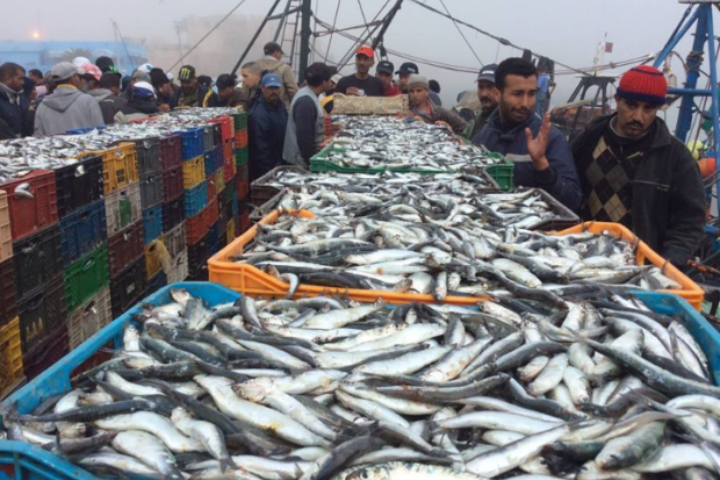 Un scandale de chasse marin « dans le port de falaise jaune … entre les yeux fermés et la collusion potentielle!