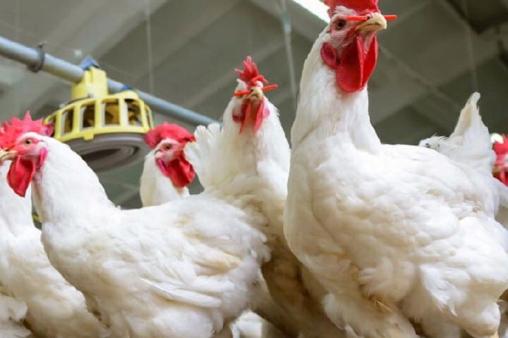 Après que le Maroc a suspendu l’importation de volaille du Portugal en raison de la grippe oiseaux