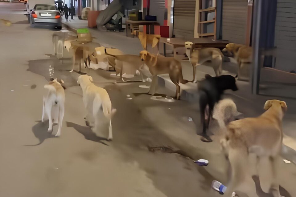 Amzurn la propagation de 15 chiens perdus suscitant les préoccupations de la population avant l’entrée de l’école