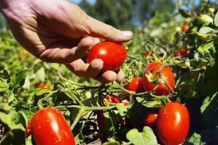 La réalisation de tomates « Lonsa » absout « Sorez », qui y ont été attribuées