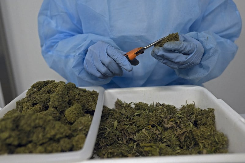 L’Agence indienne de légalisation du cannabis subordit 4004 licences, une augmentation de 20%