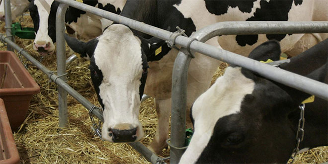 Importation des bovins: Le quota relevé à 300.000 têtes