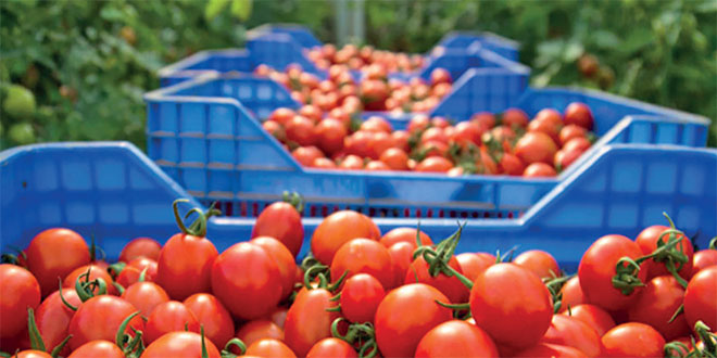 Tomates: Nouveau record à l’export