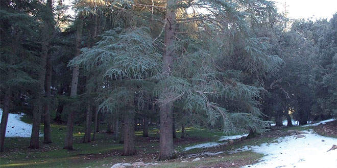 Zones forestières: Le programme de développement inclusif enfin lancé