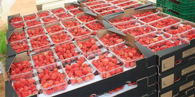 Les fruits rouges marocains font sensation à l’étranger
