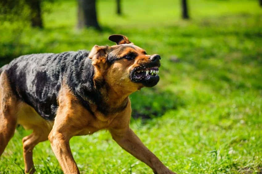 Un chien enragé traverse depuis le Maroc, les autorités prennent des mesures