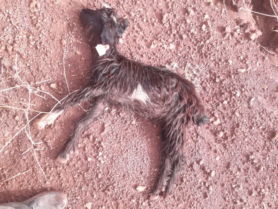 Une maladie inconnue provoque la mort de moutons et de chèvres