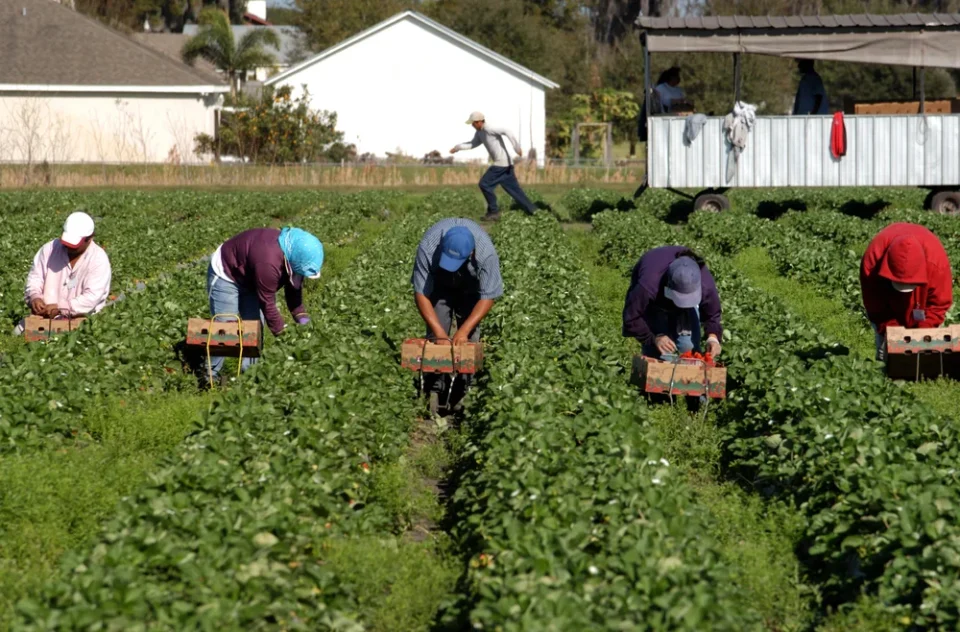 Exploitée dans les champs agricoles italiens, une Marocaine témoigne