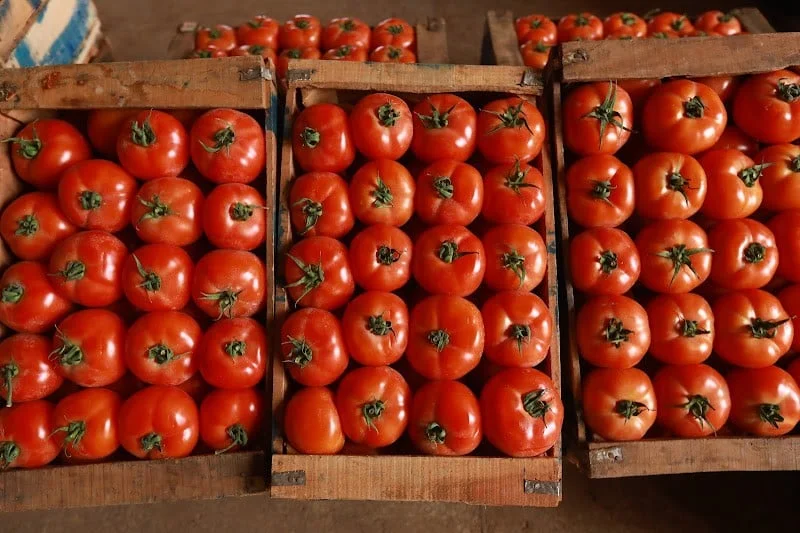 Le Maroc dépasse l’Espagne pour devenir le deuxième plus grand fournisseur de tomates de l’Union européenne