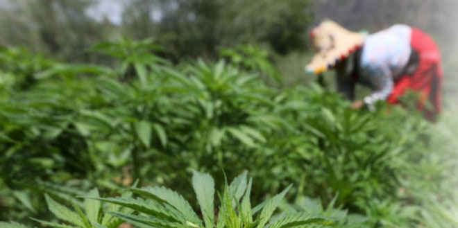Cannabis licite: Comment accéder au marché mondial