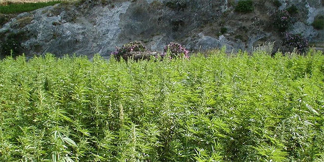 Cannabis licite: Le contrôle renforcé par les drones