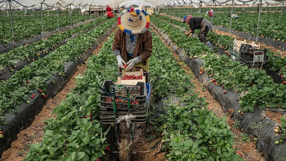 Les producteurs de fraises à Huelva se tournent vers le Maroc pour pallier la pénurie de main-d’œuvre
